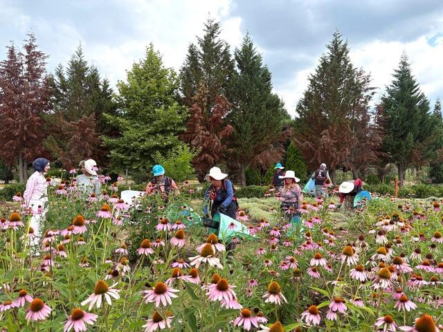 Kocaeli de tıbbi ve aromatik bitki üretiminde 41 türün hasadı yapıldı 6