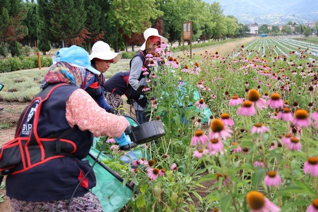 Kocaeli de tıbbi ve aromatik bitki üretiminde 41 türün hasadı yapıldı 5