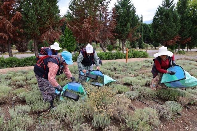 Kocaeli de tıbbi ve aromatik bitki üretiminde 41 türün hasadı yapıldı 3