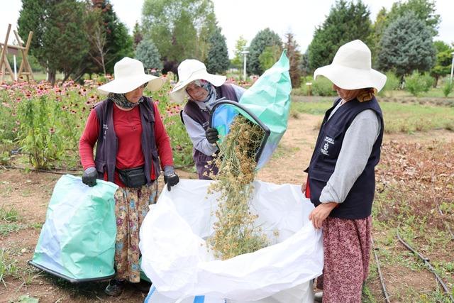 Kocaeli de tıbbi ve aromatik bitki üretiminde 41 türün hasadı yapıldı 2