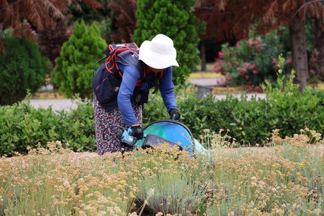 Kocaeli de tıbbi ve aromatik bitki üretiminde 41 türün hasadı yapıldı 1