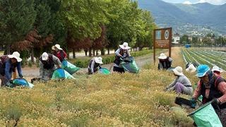 Kocaeli'de tıbbi ve aromatik bitki üretiminde 41 türün hasadı yapıldı