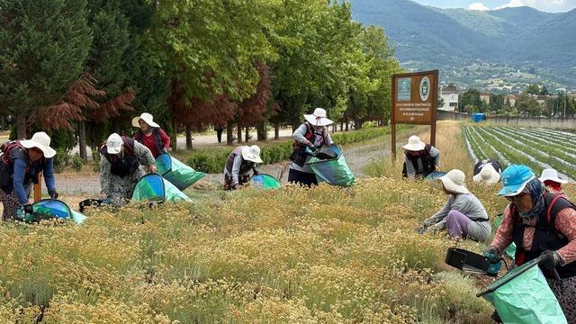 Kocaeli'de tıbbi ve aromatik bitki üretiminde 41 türün hasadı yapıldı