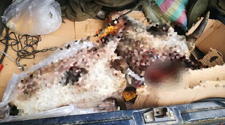 Çanakkale'de vahşet! Gebe ineklerin başlarını kesip, yavrularını çaldılar