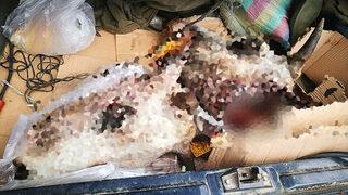 Çanakkale'de vahşet! Gebe ineklerin başlarını kesip, yavrularını çaldılar