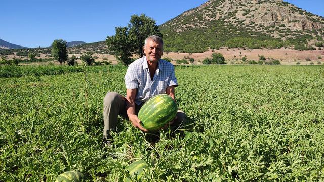 Kilosu 8 TL'den satılıyor 'Bir tadan yine arıyor' Gece gündüz farkı rakipsiz yaptı