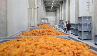 Malatya'da 11 bin ton kapasiteli lisanslı depolar kayısı &uuml;reticilerini bekliyor