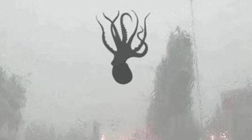 Gökten ahtapot yağdı!