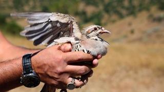 Sivas’ta 500 kene avcısı görev başında