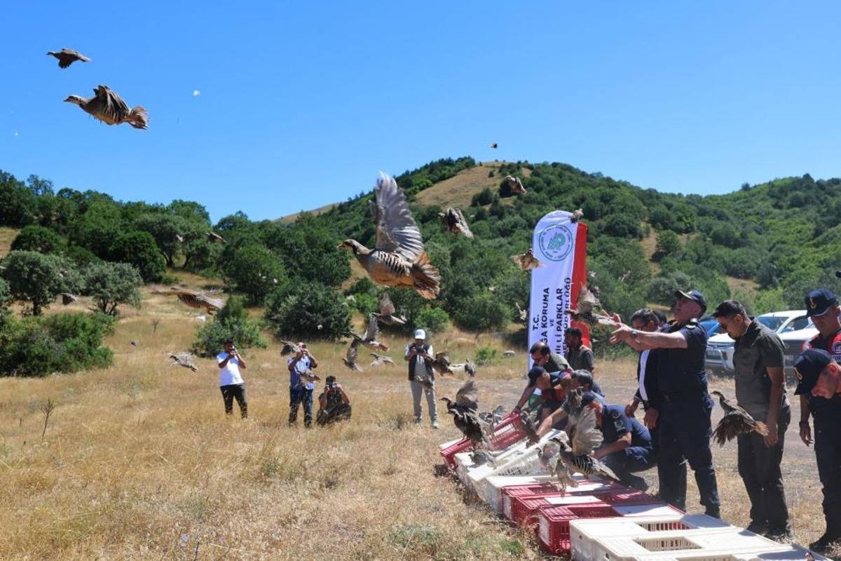 Sivas&rsquo;ta 500 kene avcısı g&ouml;rev başında 4