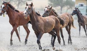TİGEM 34 safkan Arap koşu tayı satacak