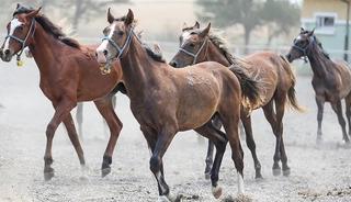 TİGEM 34 safkan Arap koşu tayı satacak