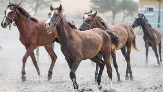 TİGEM 34 safkan Arap koşu tayı satacak