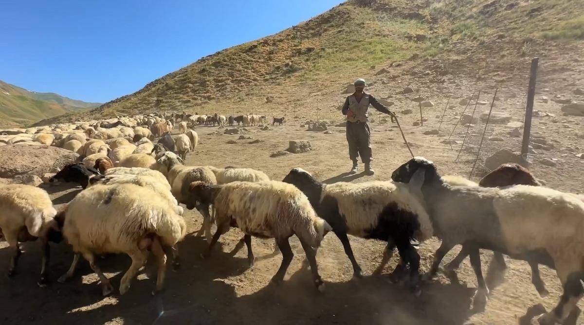 Kavurucu sıcakta yaylalara &ccedil;ıkıp, inci suyu i&ccedil;in ter d&ouml;k&uuml;yorlar! 3