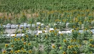 Yılda 3 kez hasat ediliyor: Kilosu 1.000 TL'den satılıyor