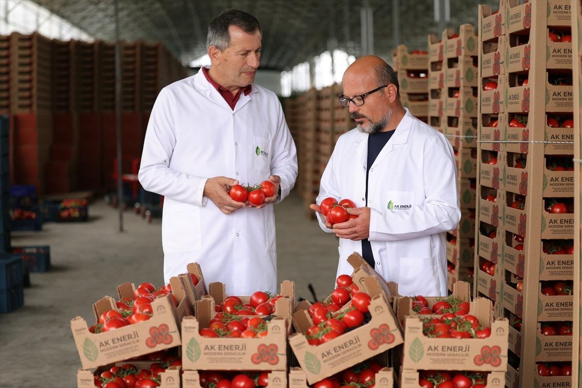 &Ccedil;eyrek asır k&ouml;m&uuml;r &ccedil;ıkardı! Şimdi teknolojik serada ihracat yapıyor 7