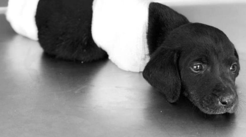 Cumhurbaşkanı Erdoğan'dan Sakarya'da patileri kesilen köpek için açıklama: Talimat verdim