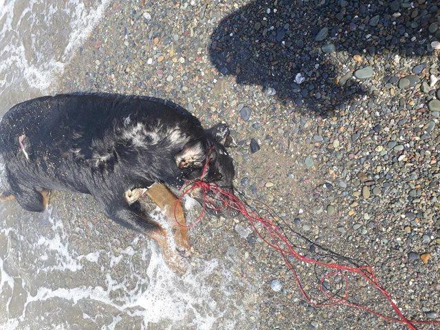 Sahilde, boğazı iple bağlanmış köpek ölüsü bulundu