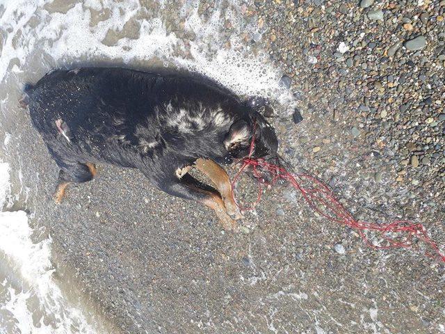Sahilde, boğazı iple bağlanmış köpek ölüsü bulundu