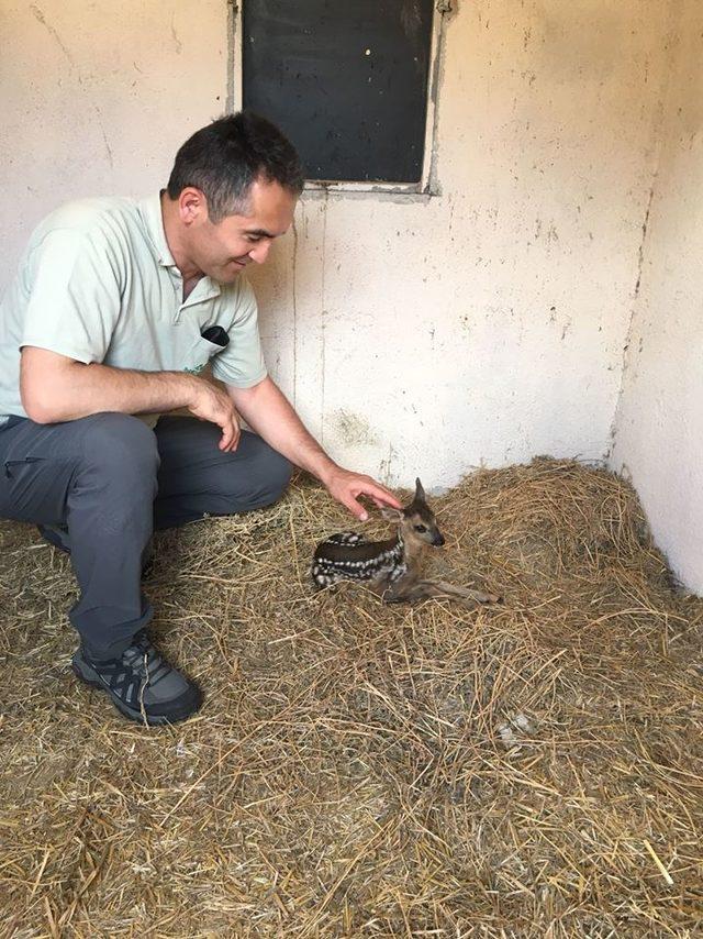 Annesini kaybeden yavru karaca bakıma alındı