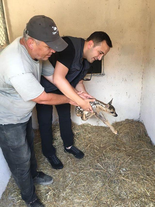 Annesini kaybeden yavru karaca bakıma alındı