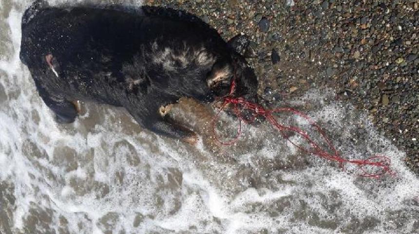 Sakarya'dan sonra Zonguldak'ta da vahşet! Boğazı iple bağlanmış...