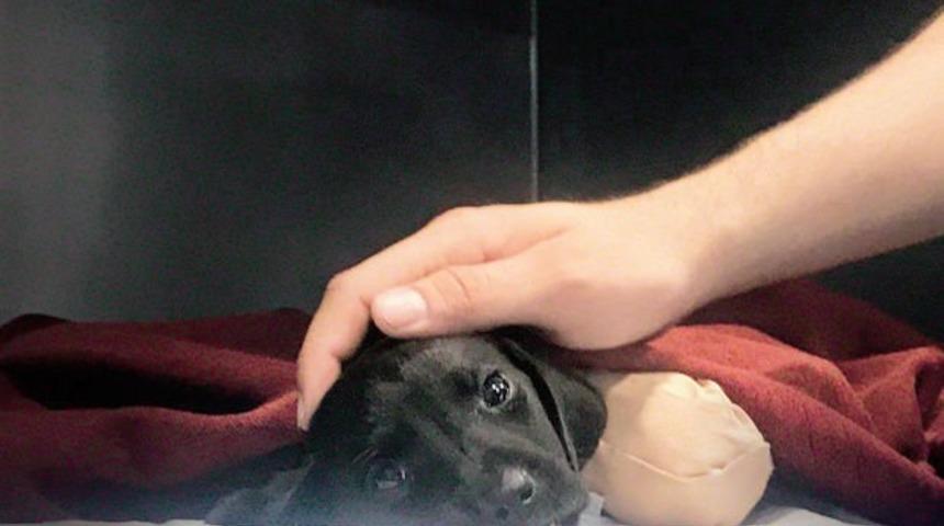 Yavru k&ouml;peğin &ouml;l&uuml;m&uuml; infial yarattı! T&uuml;rkiye bu olayı konuşuyor