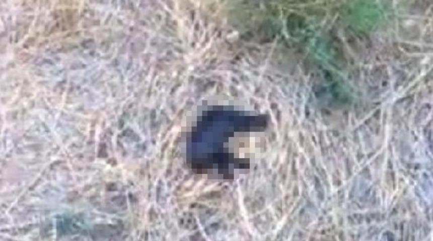 Adana'da başı kesilmiş kedi bulundu