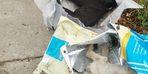 Sakarya'da 5 yavru köpek ölü bulundu