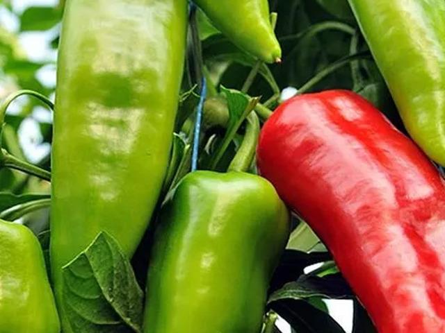 En acısı fiyatı oldu! Biberin fiyat artışı %100&rsquo;&uuml; ge&ccedil;ti