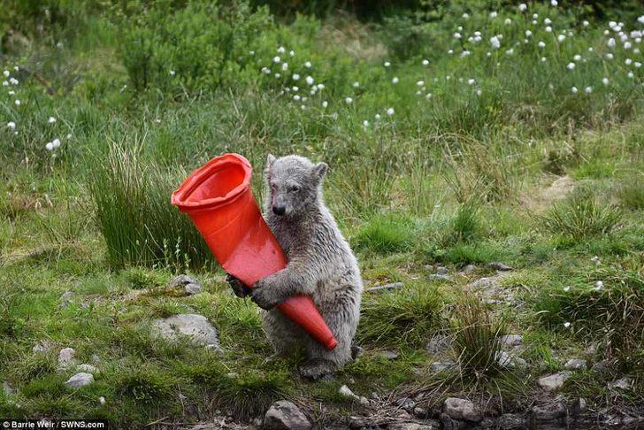 Doğadaki canlıların plastikle mücadelesi G4