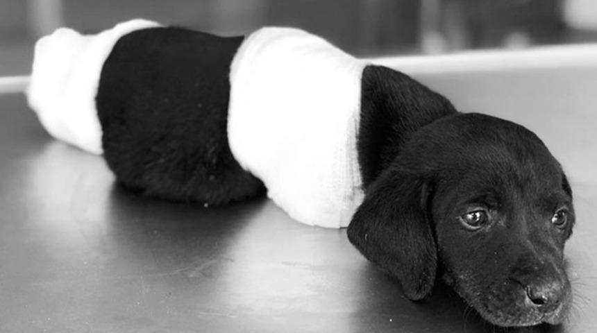 Yavru köpeğe işkencede yeni gelişme: Elimizde görüntüler var