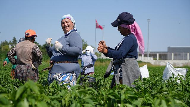 Tarlalarda 9/8'lik hasat! Kimyasal kullanmadan yetişiyor, tava ciğer onsuz olmuyor