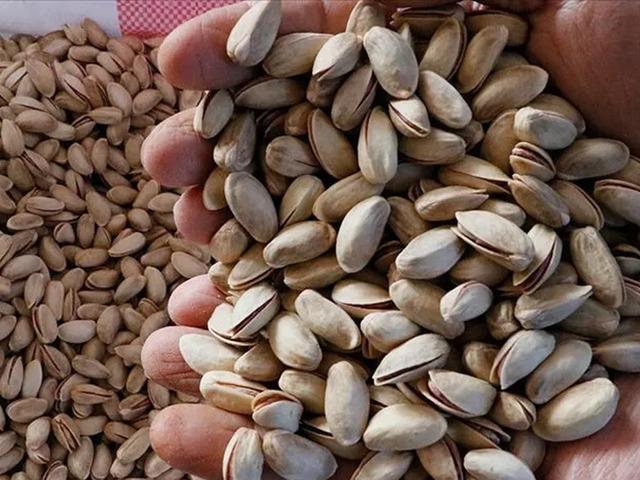 Antep Fıstığı Lisanslı Deposu yeni hasat sezonuna hazır