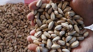 Antep Fıstığı Lisanslı Deposu yeni hasat sezonuna hazır