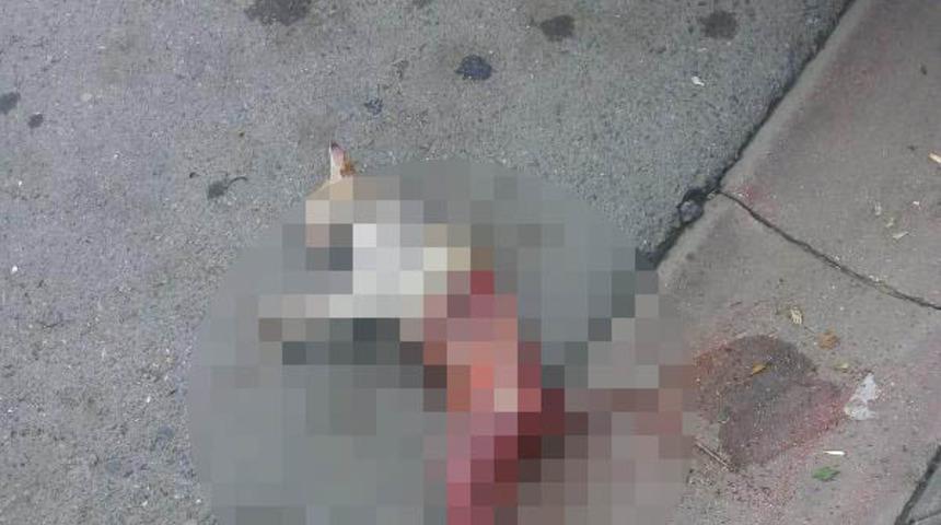 Türkiye yavru köpek skandalını konuşurken bir vahşet haberi de İstanbul'dan geldi! Sokak kedisinin derisini yüzüp öldürdüler!