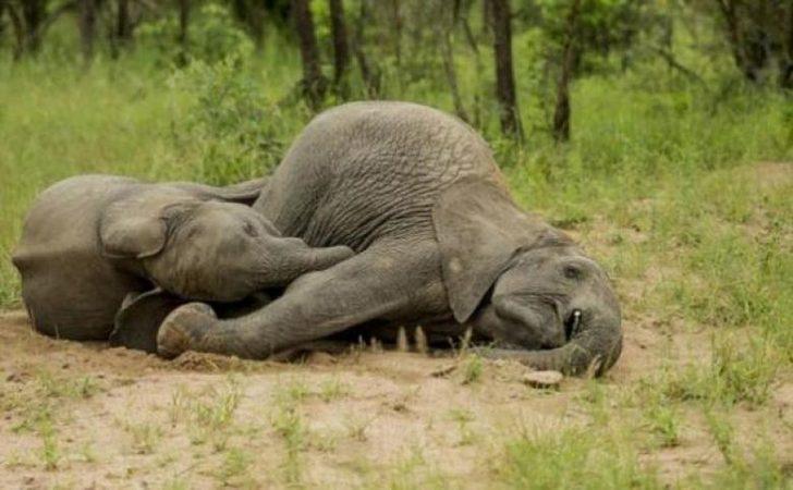 İşte sarhoş olan hayvanlar! Onları hiç böyle görmediniz! G2