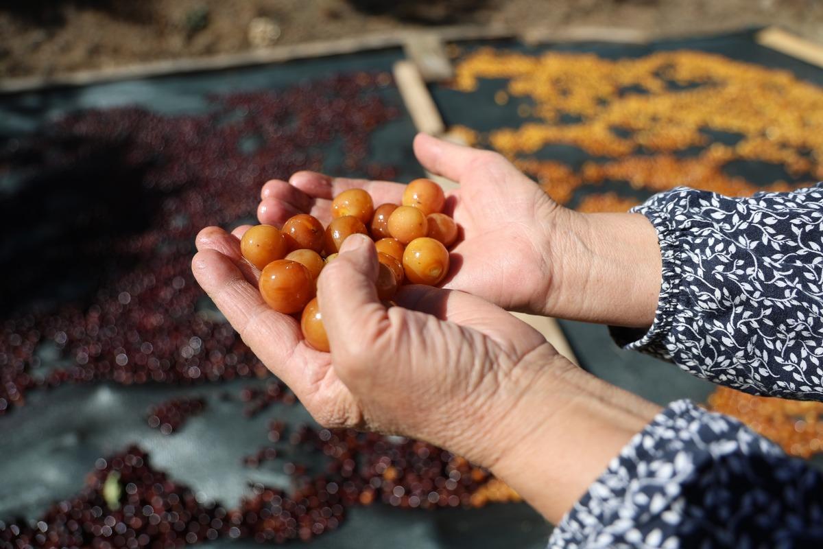 Kilosu 100 TL den alıcı buluyor! "Satamadıklarımızı &ccedil;erez haline getiriyoruz" 4