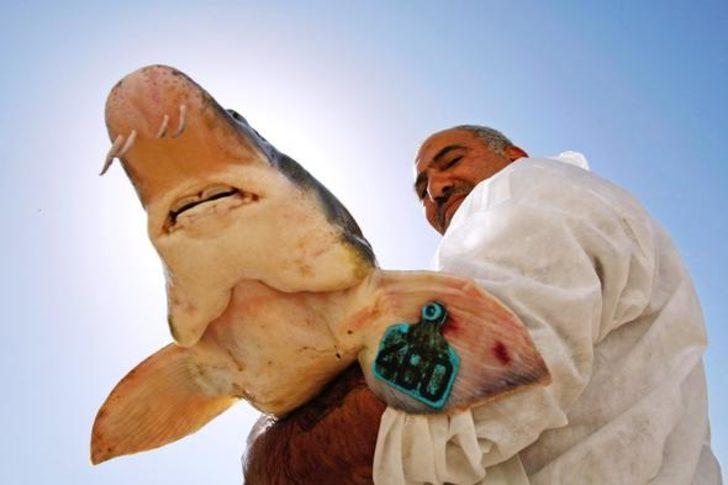 Kilosu 5 bin eurodan satılıyor! Dünyanın en pahalısı G2