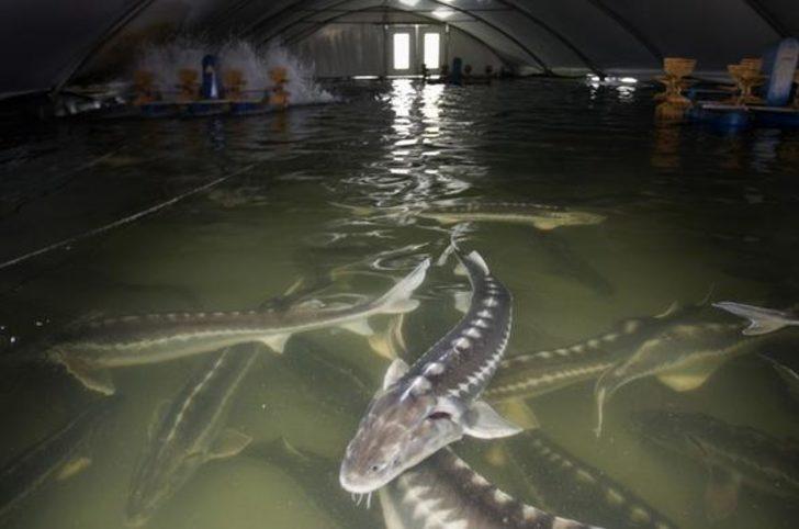 Kilosu 5 bin eurodan satılıyor! Dünyanın en pahalısı G4