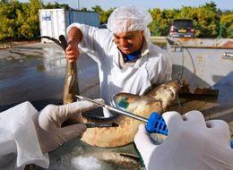 Kilosu 5 bin eurodan satılıyor! Dünyanın en pahalısı