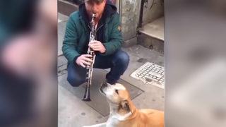 Klarnet eşliğinde dertlenen köpek