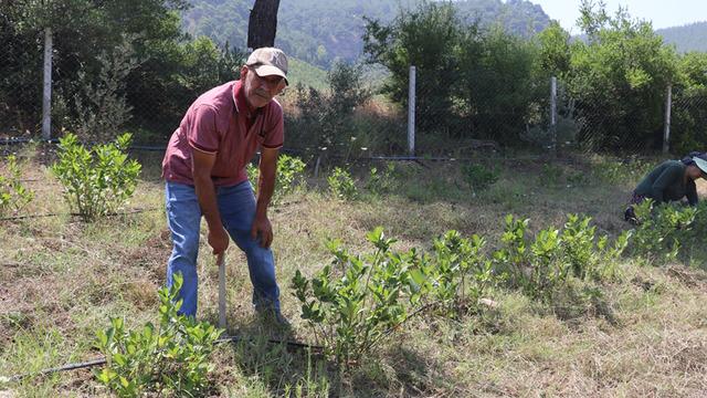 Emekli ikramiyesiyle bakımsız tarlayı aronya bahçesine dönüştürdü