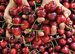 Kiraz ihracatı rekora koşuyor