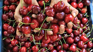 Kiraz ihracatı rekora koşuyor