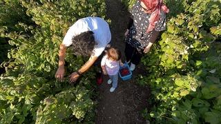 Bu bahçede dalından istediğin kadar yiyebiliyorsun! Herkes bu sistemi konuşuyor