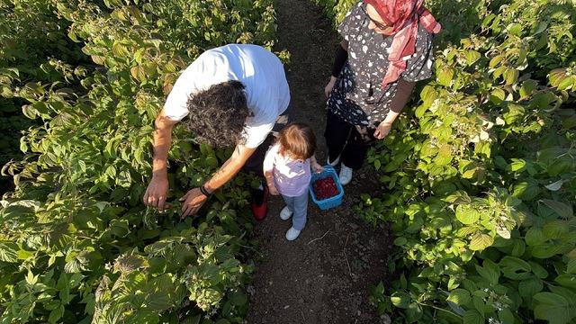Bu bahçede dalından istediğin kadar yiyebiliyorsun! Herkes bu sistemi konuşuyor