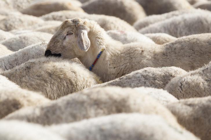 Kurban kesim işlemlerinin esasları belirlendi G1