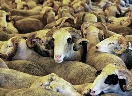 2018 Kurbanlık fiyatları belli oldu