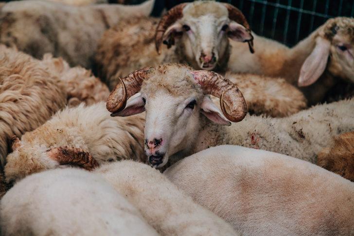 Kurban kesim işlemlerinin esasları belirlendi G4